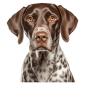 German Shorthair
