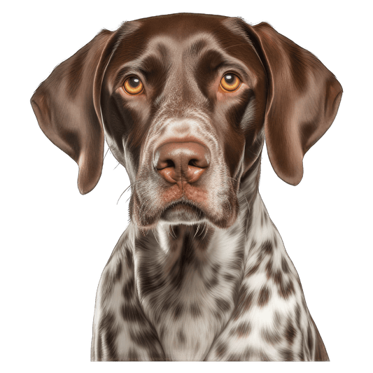 German Shorthair