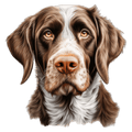 German Wirehair