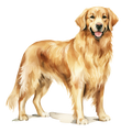 Golden Retriever 2