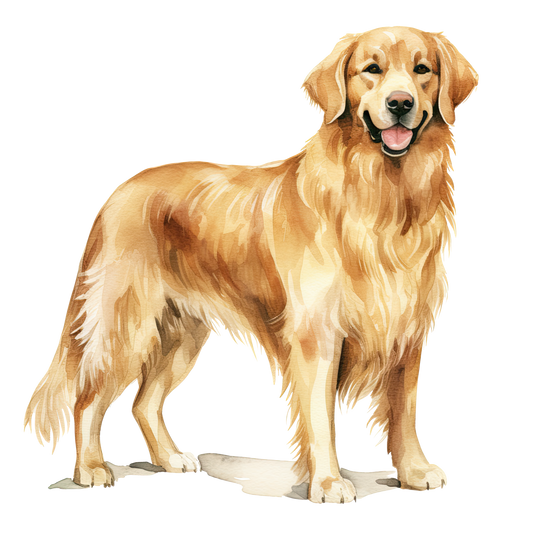Golden Retriever 2