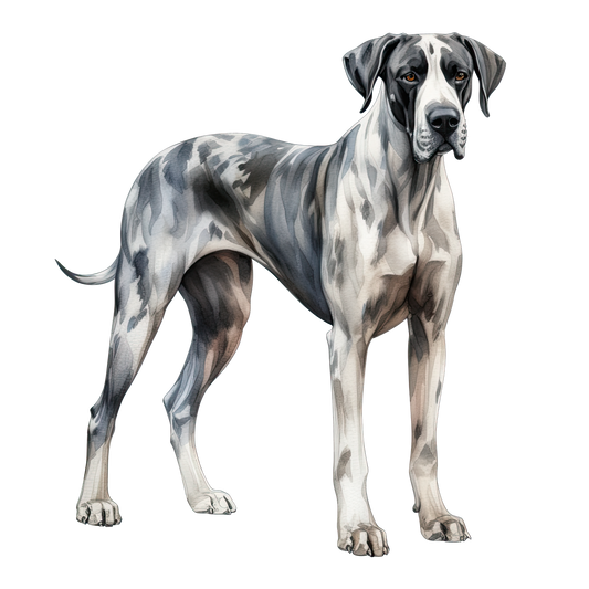 Great Dane 3