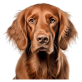 Irish Setter