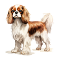 Cavalier King Charles 3