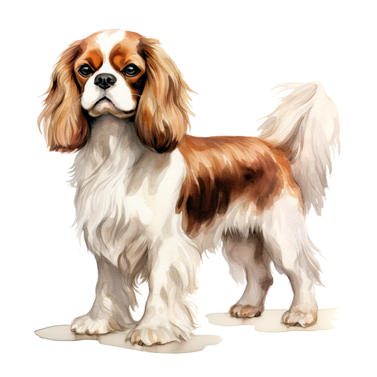 Cavalier King Charles 3