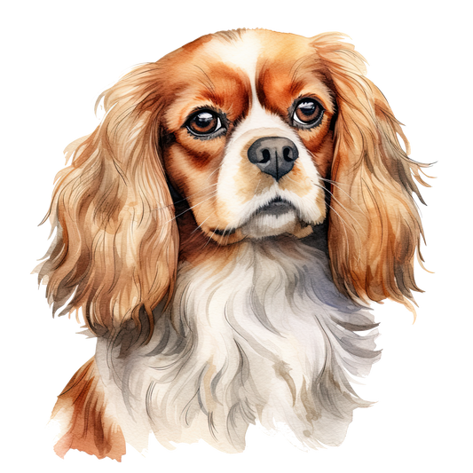 Cavalier King Charles 2