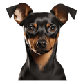 Miniature Pinscher