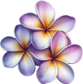 Plumeria 1