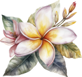 Plumeria 10