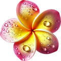 Plumeria 11