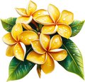 Plumeria 13