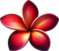 Plumeria 14