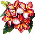 Plumeria 15
