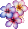 Plumeria 2