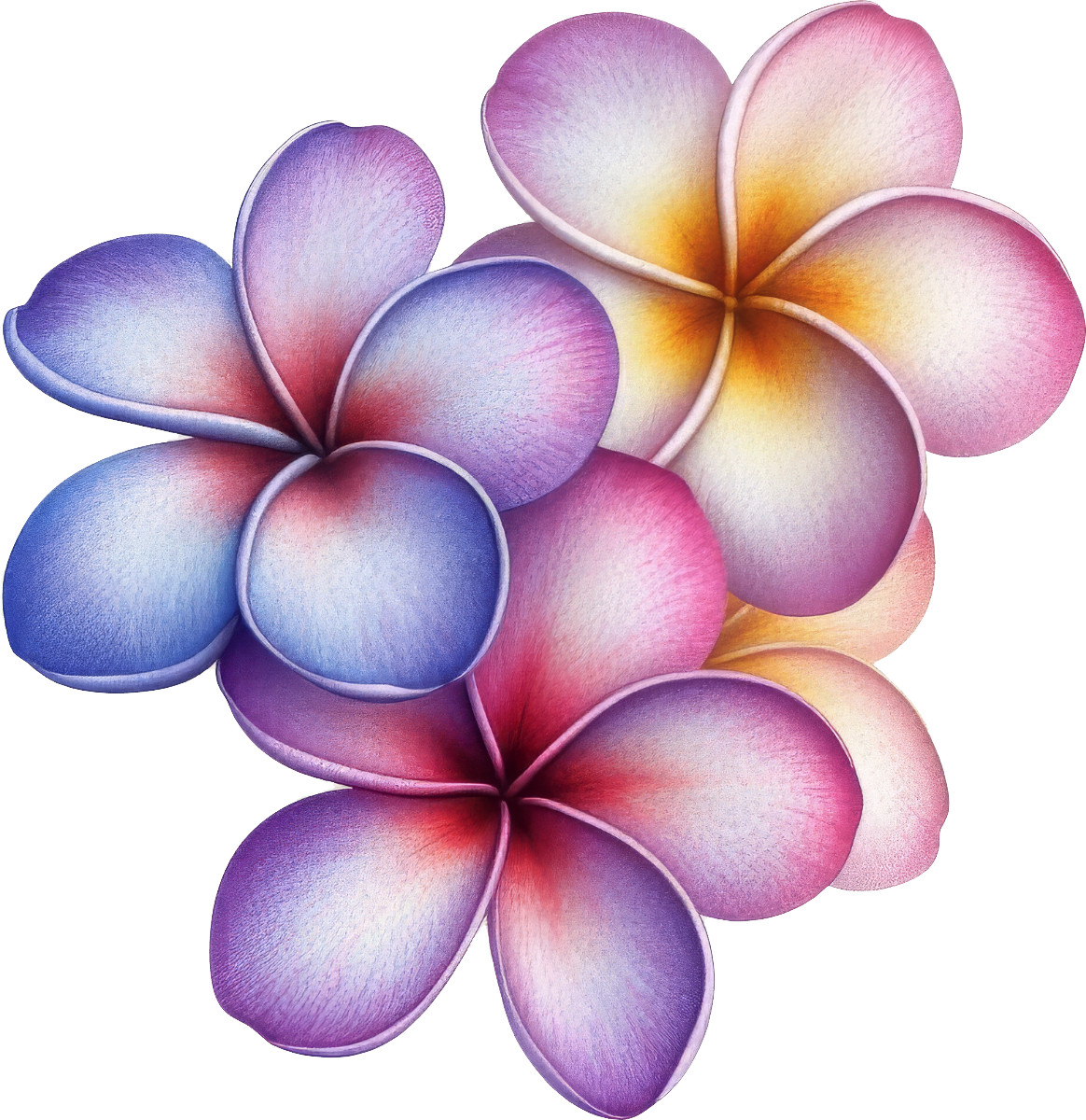 Plumeria 2