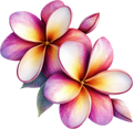 Plumeria 3