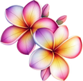 Plumeria 4
