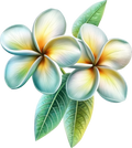 Plumeria 5