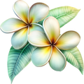 Plumeria 6