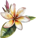 Plumeria 8