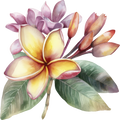 Plumeria 9