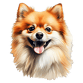 Pomeranian