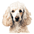 Poodle-White