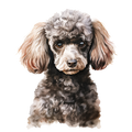 Toy Poodle 1