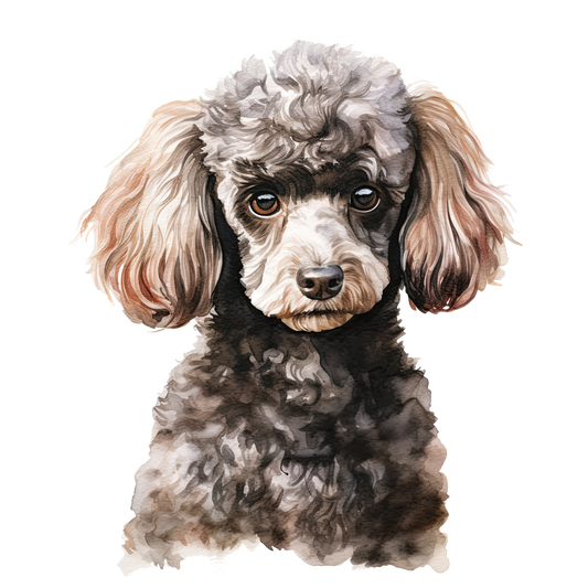 Toy Poodle 1