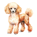 Toy Poodle 2