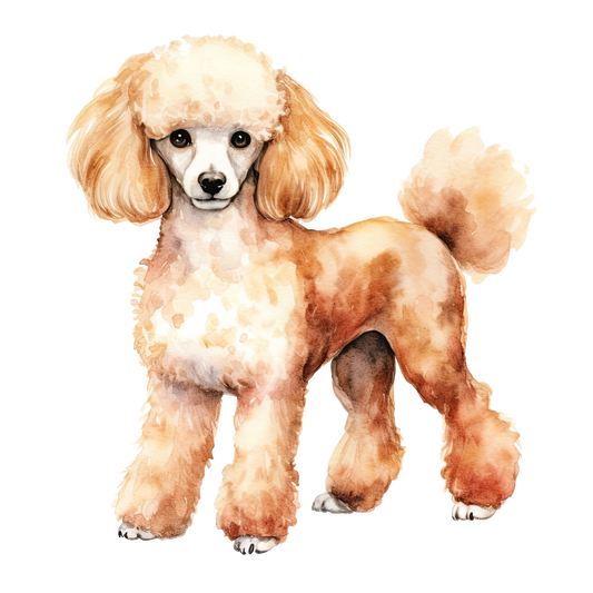 Toy Poodle 2