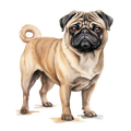 Pug 2