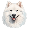 Samoyed