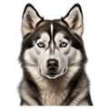 Husky
