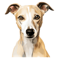 Whippet
